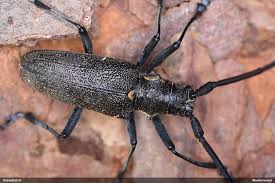 Attēlu rezultāti vaicājumam “Monochamus galloprovincialis”