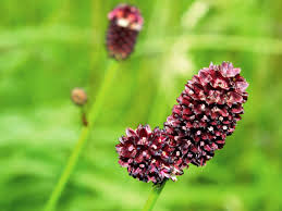 Attēlu rezultāti vaicājumam “Poterium sanguisorba flower”