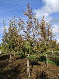 Attēlu rezultāti vaicājumam “Acer tataricum”