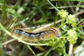 Attēlu rezultāti vaicājumam “Malacosoma neustria larva”
