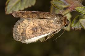 Attēlu rezultāti vaicājumam “Caradrina morpheus”