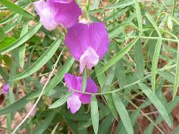 Attēlu rezultāti vaicājumam “Lathyrus”