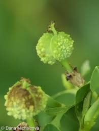 Attēlu rezultāti vaicājumam “Euphorbia palustris fruit”