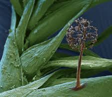 Attēlu rezultāti vaicājumam “Stemonitidaceae”