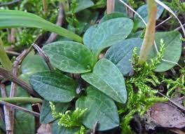 Attēlu rezultāti vaicājumam “Goodyera repens bud”