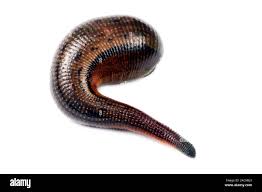 Attēlu rezultāti vaicājumam “Hirudinea”