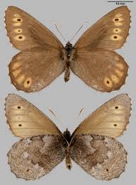 Attēlu rezultāti vaicājumam “Oeneis jutta”