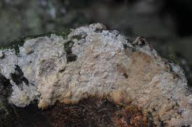 Attēlu rezultāti vaicājumam “Phlebiopsis gigantea”