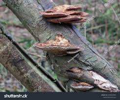 Attēlu rezultāti vaicājumam “Hapalopilus nidulans”