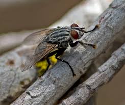 Attēlu rezultāti vaicājumam “Sarcophaga carnaria”
