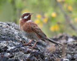 Image result for Emberiza leucocephalos