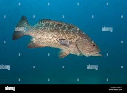 Image result for Mycteroperca olfax