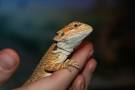 My Bearded Dragons Home Page