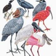 Attēlu rezultāti vaicājumam “Ciconiiformes”