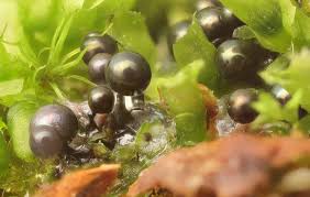 Attēlu rezultāti vaicājumam “Colloderma robustum”