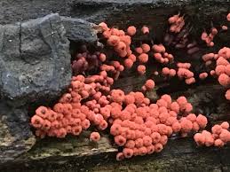 Attēlu rezultāti vaicājumam “Arcyria denudata young”