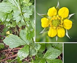 Attēlu rezultāti vaicājumam “Geum urbanum flower”
