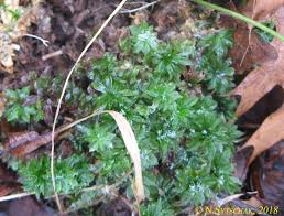Attēlu rezultāti vaicājumam “Rhodobryum roseum”