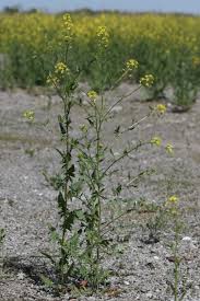 Attēlu rezultāti vaicājumam “Sisymbrium loeselii”