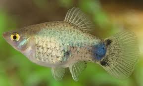 Image result for Tautoga onitis