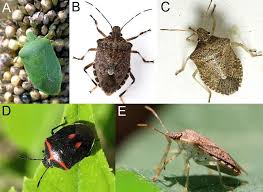 Attēlu rezultāti vaicājumam “Pentatomidae”