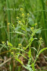 Attēlu rezultāti vaicājumam “Rorippa palustris leaf”