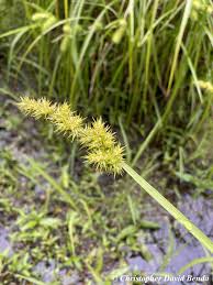 Attēlu rezultāti vaicājumam “Carex chordorhiza”
