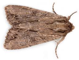 Attēlu rezultāti vaicājumam “Apamea monoglypha”