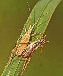 Attēlu rezultāti vaicājumam “Dienerella elongata”