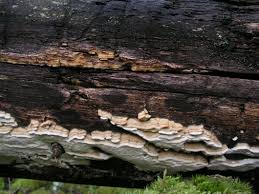 Attēlu rezultāti vaicājumam “Antrodia pulvinascens”