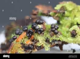 Attēlu rezultāti vaicājumam “Metatrichia floriformis macro”