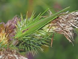 Attēlu rezultāti vaicājumam “Phaneroptera falcata”