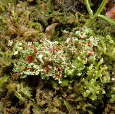 Attēlu rezultāti vaicājumam “Cladonia norvegica”