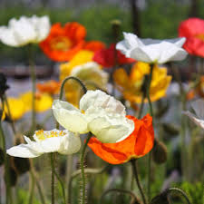 Image result for Papaver nudicaule