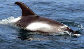 Image result for Lagenorhynchus albirostris