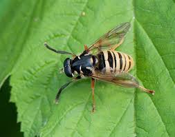 Attēlu rezultāti vaicājumam “Temnostoma vespiforme”