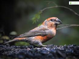 Attēlu rezultāti vaicājumam “Loxia pytyopsittacus male”
