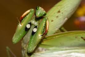 Attēlu rezultāti vaicājumam “Mantis religiosa”