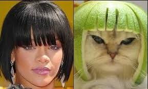 Image result for limecat