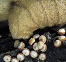 Attēlu rezultāti vaicājumam “Pyralididae”