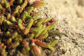 Attēlu rezultāti vaicājumam “Paludella squarrosa”