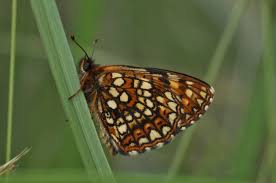 Attēlu rezultāti vaicājumam “Melitaea diamina underside”