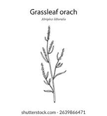 Attēlu rezultāti vaicājumam “Atriplex littoralis”