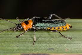 Attēlu rezultāti vaicājumam “Cantharidae”