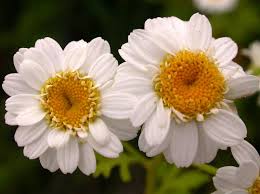 Image result for Tanacetum parthenium