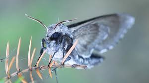 Image result for hawk moth