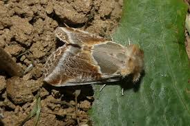 Attēlu rezultāti vaicājumam “Habrosyne pyritoides”