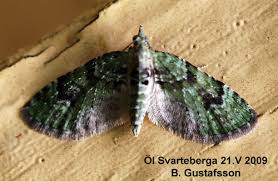 Attēlu rezultāti vaicājumam “Chloroclystis v-ata”