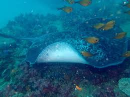 Image result for Simply Scuba