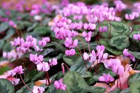 Attēlu rezultāti vaicājumam “Cyclamen hederifolium”